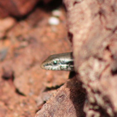 Morethia boulengeri (Boulenger's Skink) at Deakin, ACT - 6 Mar 2020 by LisaH