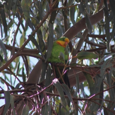 Polytelis swainsonii (Superb Parrot) at Hughes, ACT - 5 Mar 2020 by LisaH