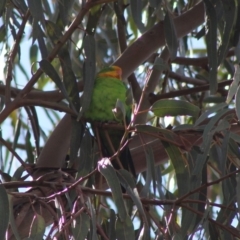 Polytelis swainsonii at Hughes, ACT - 5 Mar 2020