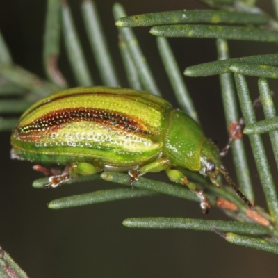 Calomela juncta (Leaf beetle) at Bruce, ACT - 12 Jan 2012 by Bron