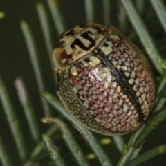 Paropsisterna decolorata (A Eucalyptus leaf beetle) at Bruce, ACT - 11 Jan 2012 by Bron