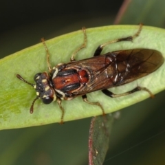 Pergagrapta spinolae (A sawfly) at Bruce, ACT - 3 Dec 2010 by Bron