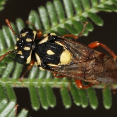 Perginae sp. (subfamily) (Unidentified pergine sawfly) at Bruce, ACT - 11 Jan 2012 by Bron