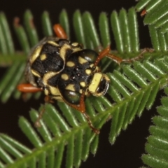 Perginae sp. (subfamily) at Bruce, ACT - 12 Jan 2012