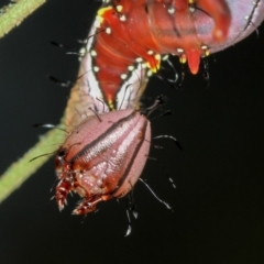 Neola semiaurata (Wattle Notodontid Moth) at Bruce, ACT - 12 Jan 2012 by Bron