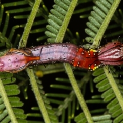 Neola semiaurata at Bruce, ACT - 12 Jan 2012 10:37 AM