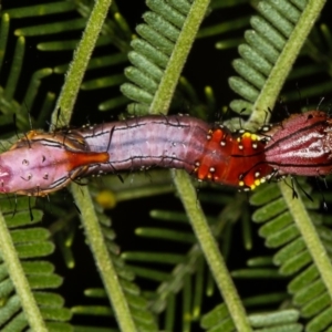 Neola semiaurata at Bruce, ACT - 12 Jan 2012 10:37 AM