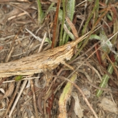 Coryphistes ruricola (Bark-mimicking Grasshopper) at Bruce, ACT - 11 Jan 2012 by Bron