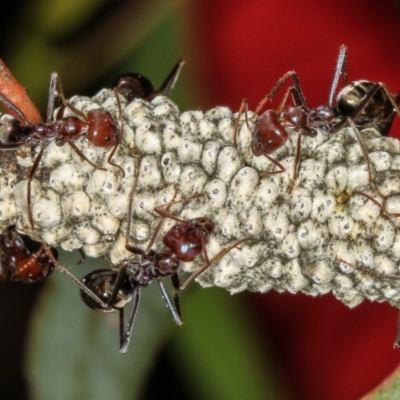 Cryptes baccatus (Wattle Tick Scale) at Bruce, ACT - 11 Jan 2012 by Bron