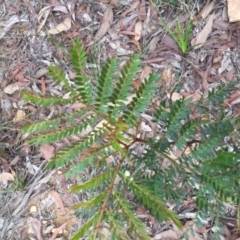 Acacia terminalis (Sunshine Wattle) at Mittagong, NSW - 26 Feb 2020 by KarenG