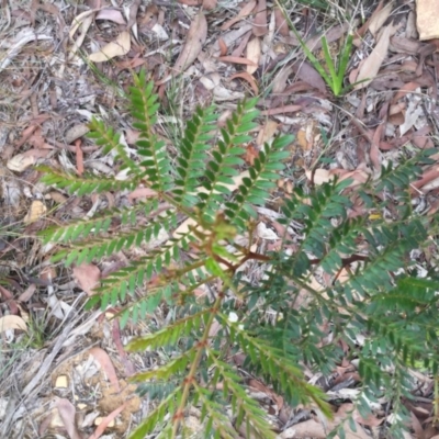 Acacia terminalis (Sunshine Wattle) at Mittagong, NSW - 26 Feb 2020 by KarenG