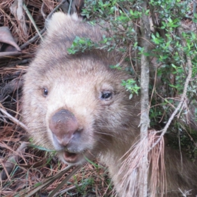Vombatus ursinus (Bare-nosed Wombat) at Farringdon, NSW - 9 Mar 2020 by Christine