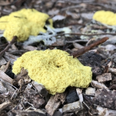 Fuligo septica (Scrambled egg slime) at Pambula Beach, NSW - 9 Mar 2020 by DeanAnsell