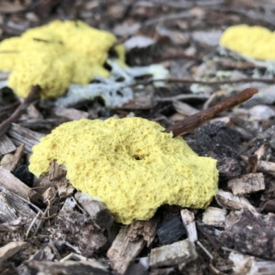 Fuligo septica (Scrambled egg slime) at Pambula Beach, NSW - 10 Mar 2020 by DeanAnsell