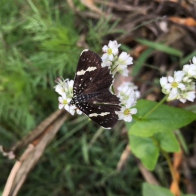 Idalima affinis (A day flying moth) at Lower Boro, NSW - 7 Mar 2020 by mcleana