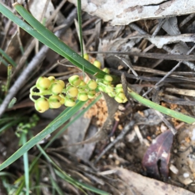 Lomandra filiformis (Wattle Mat-rush) at Lower Boro, NSW - 7 Mar 2020 by mcleana