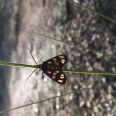 Amata (genus) (Handmaiden Moth) at Lower Boro, NSW - 7 Mar 2020 by mcleana