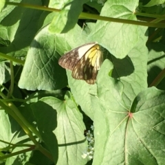 Belenois java at Lower Boro, NSW - 7 Mar 2020 12:00 AM