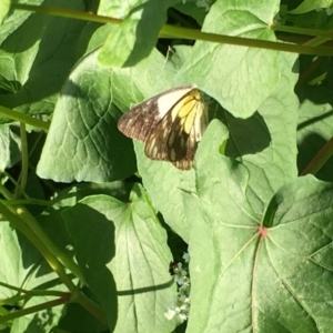 Belenois java at Lower Boro, NSW - 7 Mar 2020 12:00 AM