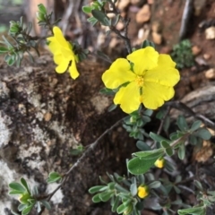 Hibbertia obtusifolia (Grey Guinea-flower) at Lower Boro, NSW - 7 Mar 2020 by mcleana