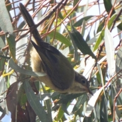 Melithreptus brevirostris (Brown-headed Honeyeater) at Lower Boro, NSW - 6 Mar 2020 by mcleana