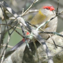 Neochmia temporalis (Red-browed Finch) at Lower Boro, NSW - 6 Mar 2020 by mcleana