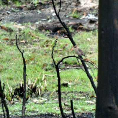 Petroica phoenicea (Flame Robin) at Gibraltar Pines - 6 Mar 2020 by Ct1000