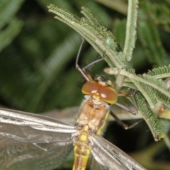 Hemicordulia sp. (genus) at Bruce, ACT - 12 Jan 2012