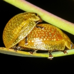 Paropsisterna cloelia (Eucalyptus variegated beetle) at Bruce, ACT - 12 Jan 2012 by Bron