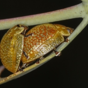 Paropsisterna cloelia at Bruce, ACT - 12 Jan 2012 11:07 AM