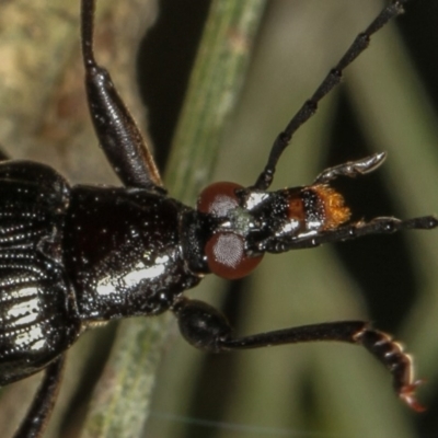 Tanychilus striatus at Bruce, ACT - 12 Jan 2012 by Bron