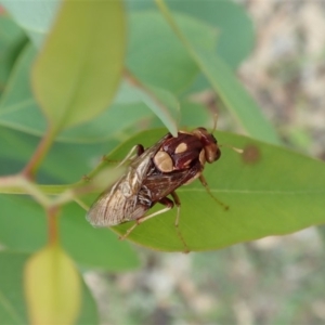 Pergagrapta polita at Cook, ACT - 6 Mar 2020 04:34 PM