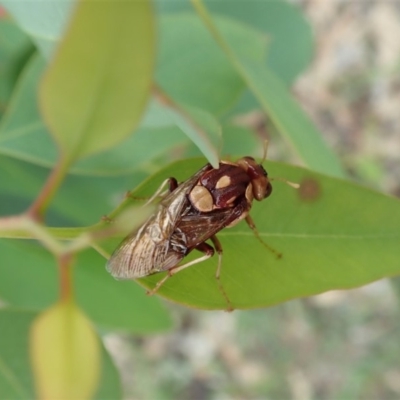 Pergagrapta polita (Sawfly) at Cook, ACT - 6 Mar 2020 by CathB