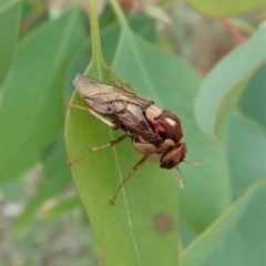 Pergagrapta polita at Cook, ACT - 6 Mar 2020 04:34 PM