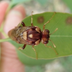 Pergagrapta polita at Cook, ACT - 6 Mar 2020 04:34 PM