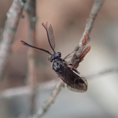 Polyclonus atratus (A sawfly) at Cook, ACT - 8 Mar 2020 by CathB