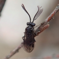 Polyclonus atratus at Cook, ACT - 8 Mar 2020