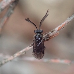 Polyclonus atratus at Cook, ACT - 8 Mar 2020