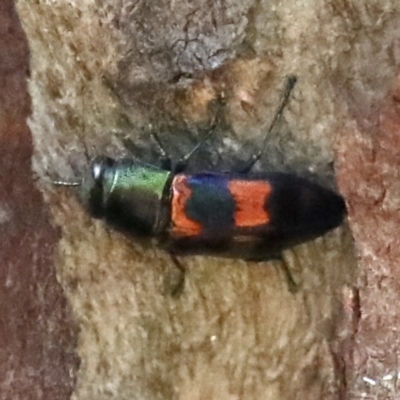 Melobasis sp. (genus) (Unidentified Melobasis jewel Beetle) at Ainslie, ACT - 9 Mar 2020 by jbromilow50