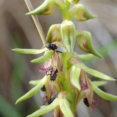 Unidentified True fly (Diptera) at Dunlop, ACT - 8 Mar 2020 by CathB