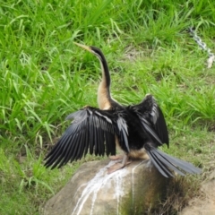 Anhinga novaehollandiae (Australasian Darter) at Burradoo - 10 Mar 2020 by GlossyGal