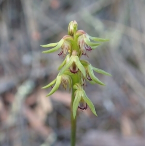 Corunastylis cornuta at Aranda, ACT - suppressed