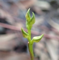 Corunastylis cornuta at Aranda, ACT - suppressed