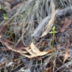 Corunastylis cornuta at Aranda, ACT - suppressed