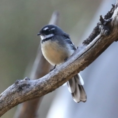 Rhipidura albiscapa (Grey Fantail) at Hackett, ACT - 9 Mar 2020 by jbromilow50