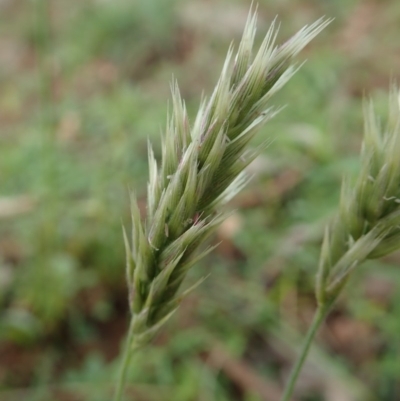 Enneapogon nigricans (Nine-awn Grass, Bottlewashers) at Dunlop, ACT - 8 Mar 2020 by CathB