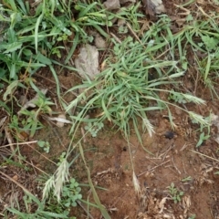 Enneapogon nigricans at Dunlop, ACT - 9 Mar 2020