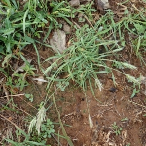 Enneapogon nigricans at Dunlop, ACT - 9 Mar 2020