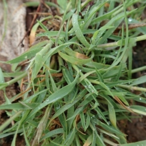 Enneapogon nigricans at Dunlop, ACT - 9 Mar 2020