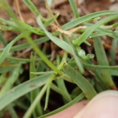 Enneapogon nigricans at Dunlop, ACT - 9 Mar 2020